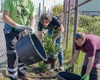 Sázení keřů kolem fotbalového hřiště, 28.4.2022