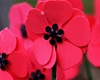 Den boje za svobodu a demokracii, 16.11.2022