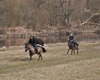 Horymír 2015, zdroj: www.jezdectvo.cz