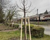 Do začátku května bude vysázeno 85 vzrostlých stromů a 147 keřů, 22.4.2022
